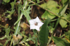 Convolvulus bonariensis