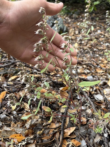 Phacelia stebbinsii observed 2026-05-27