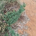 Acacia gerrardii