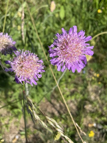 Field Scabious