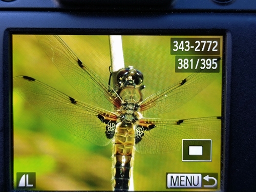 Four-spotted Skimmer