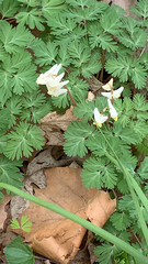 Dicentra cucullaria