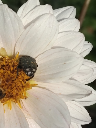 Mediterranean Spotted Chafer