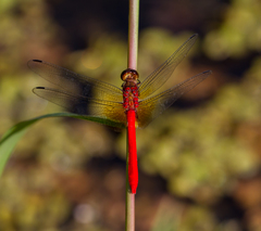 Rhodopygia cardinalis