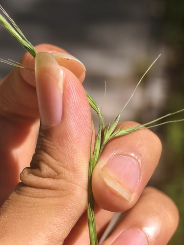 Elymus pendulinus iNat (3)