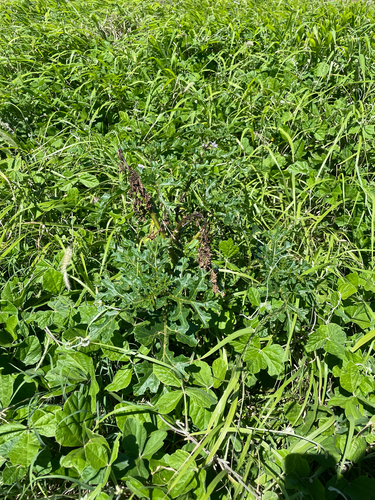 Solanum linnaeanum observed 2026-06-19