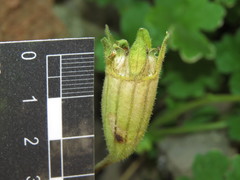Grausa lateritia