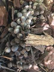 Fungi