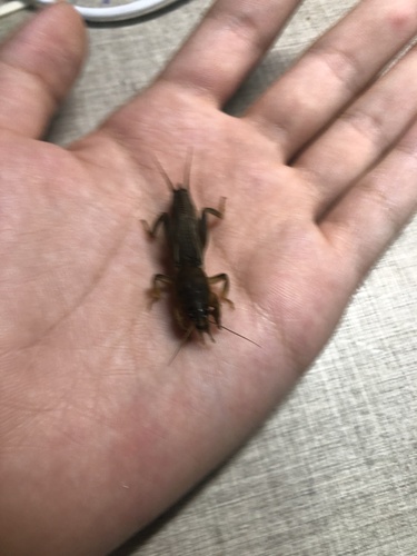 Oriental Mole Cricket