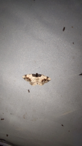 Scorched Carpet