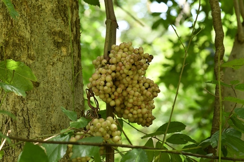 Ampelocissus martini observed 2026-06-20