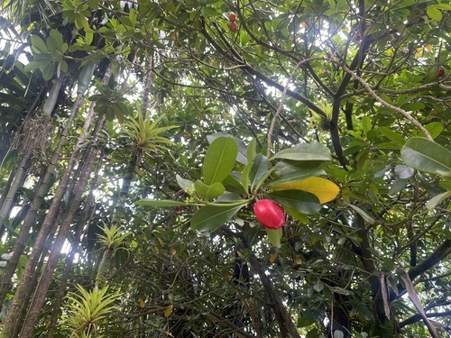 Ochrosia elliptica observed 2026-06-16