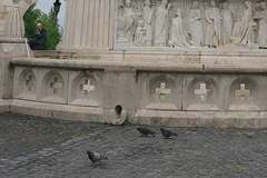 Columba livia domestica