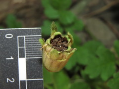 Grausa lateritia