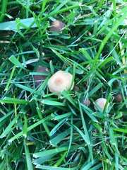 Fungi