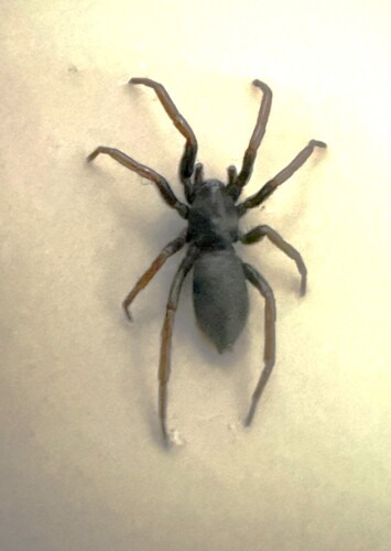 Yellow-legged Zipper Spider, 3925 Scherpenzeel, Nederland, photo 4 of 10
