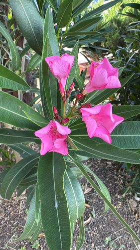 oleander