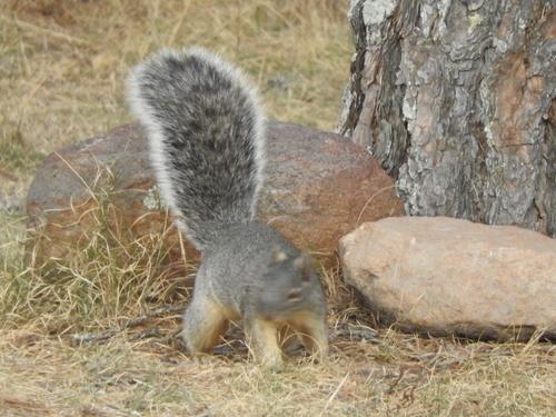 Peters's Squirrel