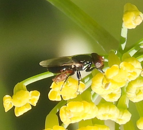 Physiphora alceae