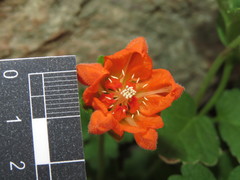 Grausa lateritia