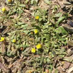 Camissoniopsis micrantha