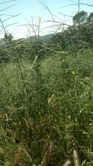 Buxales