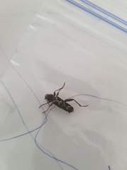 Neoclytus conjunctus