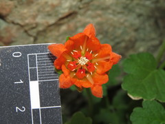 Grausa lateritia