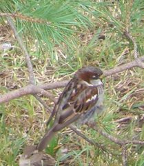 Passer domesticus