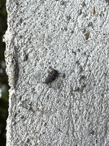 Seven-spotted Lady Beetle