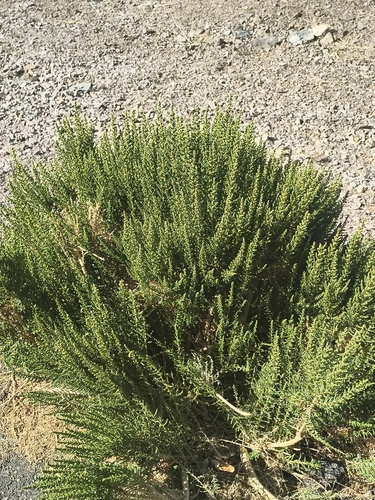 Fabiana imbricata, photograph 3