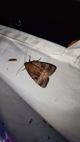 Eurasian Copper Underwing