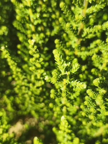 Fabiana imbricata, photograph 5