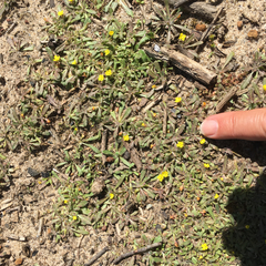 Camissoniopsis micrantha