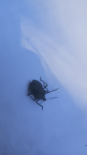 Mediterranean Spiny Stink Bug