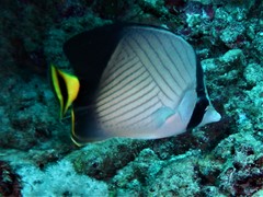 Chaetodon decussatus