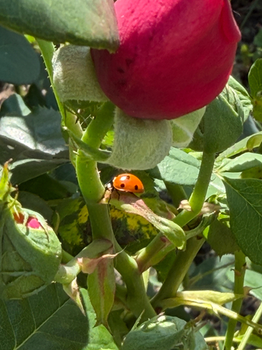 Seven-spotted Lady Beetle