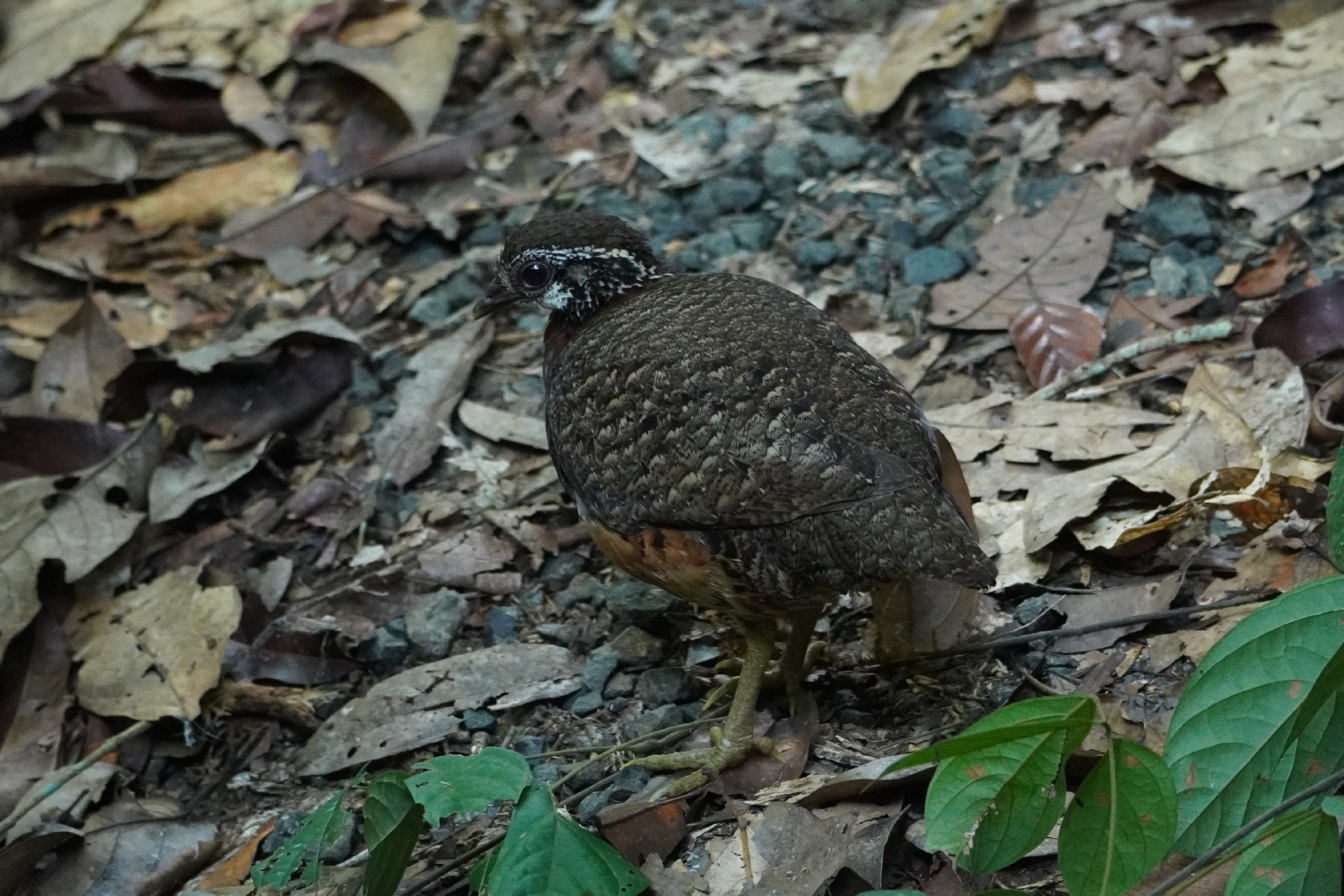 Chestnut-necklaced Partridge (Tropicoperdix charltonii), photo 4
