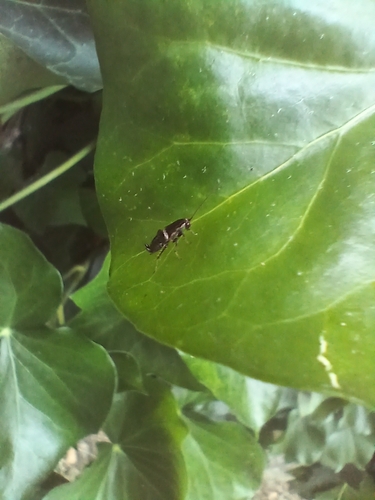 Variable Cockroach