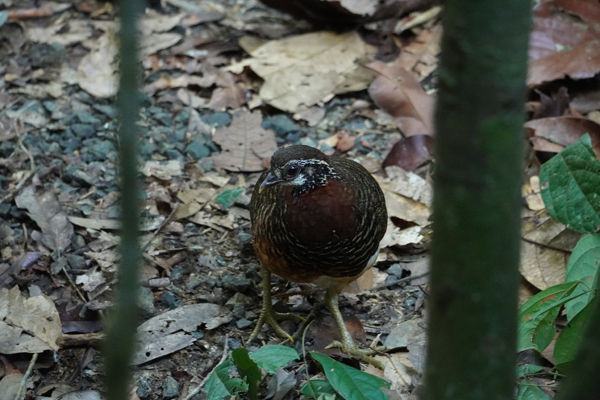 Chestnut-necklaced Partridge (Tropicoperdix charltonii), photo 5