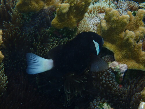 Amphiprion mccullochi observed 2026-03-31