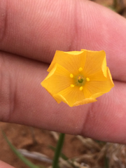Linum berlandieri