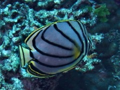 Chaetodon meyeri