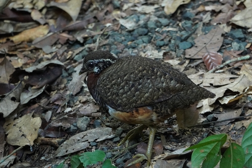 Chestnut-necklaced Partridge (Tropicoperdix charltonii), photo 10