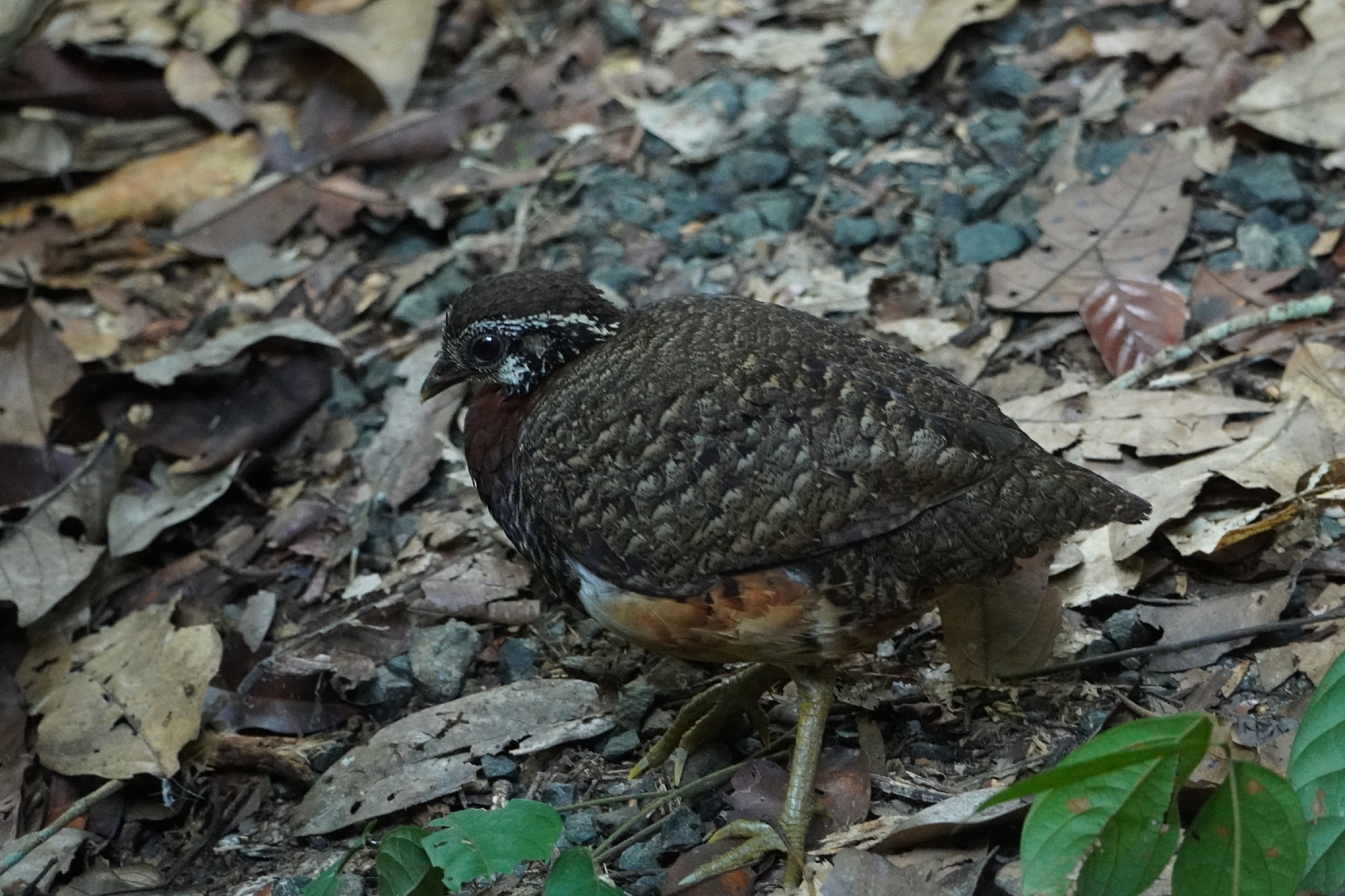 Chestnut-necklaced Partridge (Tropicoperdix charltonii), photo 6