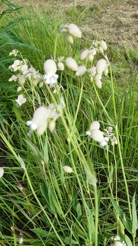 bladder campion