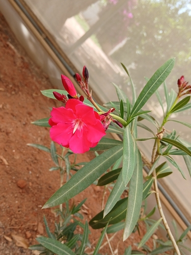 oleander