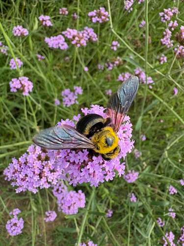 Appendiculate Carpenter Bee