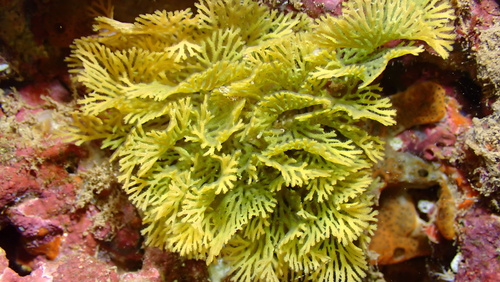 Reteporellina, 2026-06-19