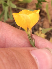Linum berlandieri